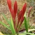Cyrtanthus elatus