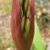 Cyrtanthus elatus