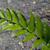 Cyrtomium falcatum