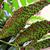 Cyrtomium falcatum