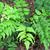 Cyrtomium falcatum