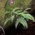 Cystopteris fragilis