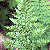 Cystopteris fragilis