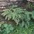 Cystopteris fragilis