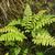 Cystopteris fragilis
