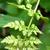 Cystopteris fragilis