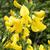 Cytisus scoparius