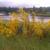 Cytisus scoparius