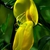 Cytisus scoparius