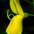 Cytisus scoparius
