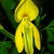 Cytisus scoparius