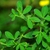Cytisus scoparius