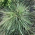 A large green and brown grass clump from above with broad leaves