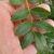 Leaves on March 7 in Houston, Texas