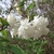 Cluster of white, double flowers