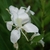 Cluster of white flowers atop strappy foliage