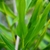 Alternate, simple, entire leaves