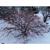 Winter Form