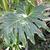 Leaf blade