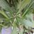 Flower bud