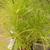 Form