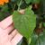 Triangular shaped leaf
