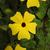 Flower from an unknown yellow cultivar