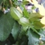 Bracts at the base of the flowers