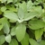 Ovate, gray-green, slightly fuzzy leaves.