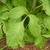 Compound leaves