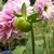 Flower bud