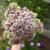Inflorescence