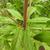 Stem with whorled leaves
