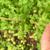 Leaves on the square stems- opposite