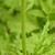Hairy stem