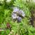 Flowers showing stamens and style extending beyond petals.