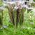 Flowers from the base to the tip.