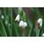 Leucojum aestivum 'Gravetye Giant'