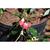 Rhodoleia henryi