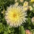 Yellow lacinated form dahlia