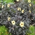 Yellow dahlias against dark red foliage.