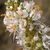 Flower detail
