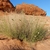 Dalea candida var. oligophylla