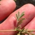 Stem and leaves