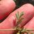 Stems and leaves
