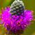 Close up of flower