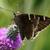 Flower with butterfly
