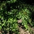 Growing in dry shade- full plant summer