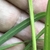 Stem with hairs