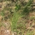 Form